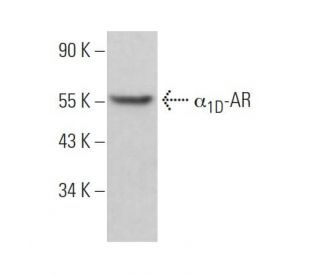 &alpha;<sub>1D</sub>-AR Antibody (F-10) - Western Blotting - Image 370024Each CRISPR/Cas9 Knockout (KO) Plasmid product consists of a pool of 3 plasmids designed to ensure identification and cleavage of a specific gene for maximum knockout efficiency. Each plasmid encodes a unique 20 nt sequence derived from the GeCKO (v2) library. 