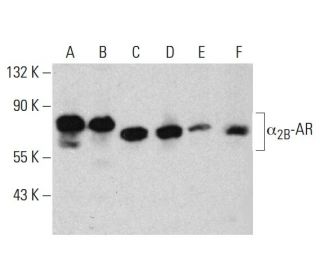 α<sub>2B</sub>-AR Antibody (C-4) - Western Blotting - Image 385192