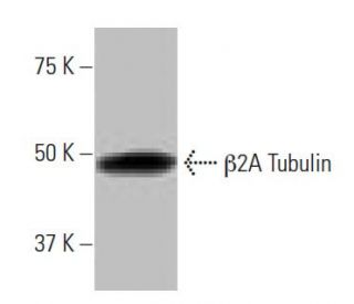 &beta;2A Tubulin Antibody (2-RY22) - Western Blotting - Image 64796The Double Nickase Plasmid features a U6 promoter for sgRNA expression, a 20 nt targeting sequence, and a gRNA scaffold to guide Cas9n. It includes a CBh promoter for Cas9n (D10A) and puromycin resistance, GFP for transfection verification, and nuclear localization signals (NLS). The 2A peptide allows co-expression of Cas9n and Puro from a single promoter, enabling precise genome editing with reduced off-target effects. 