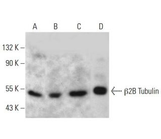 β2B Tubulin Antibody (AT5B3) - Western Blotting - Image 385113Each CRISPR/Cas9 Knockout (KO) Plasmid product consists of a pool of 3 plasmids designed to ensure identification and cleavage of a specific gene for maximum knockout efficiency. Each plasmid encodes a unique 20 nt sequence derived from the GeCKO (v2) library.