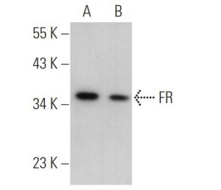 FR Antibody (E-11) - Western Blotting - Image 369886