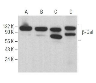 &beta;-Gal Antibody (B-12) - Western Blotting - Image 361872Each CRISPR/Cas9 Knockout (KO) Plasmid product consists of a pool of 3 plasmids designed to ensure identification and cleavage of a specific gene for maximum knockout efficiency. Each plasmid encodes a unique 20 nt sequence derived from the GeCKO (v2) library. 