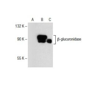 β-glucuronidase Antibody (E-11) - Western Blotting - Image 153997