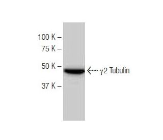 &gamma;2 Tubulin Antibody (SP-30) - Western Blotting - Image 64795SAM Transcription Activation: SAM system utilizing dCas9-VP64, MS2-P65-HSF1, and sgRNA for precise gene transcription activation. 