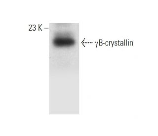 γB-crystallin Antibody (D-5) - Western Blotting - Image 318082