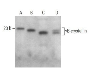 γB-crystallin Antibody (D-5) - Western Blotting - Image 376257