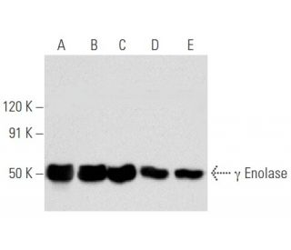 &gamma; Enolase Antibody (D-7) - Western Blotting - Image 354763 