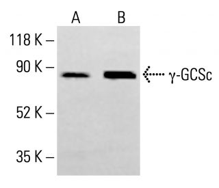 γ-GCSc Antibody (D-4) - Western Blotting - Image 413676