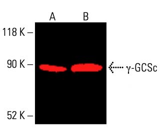 &gamma;-GCSc Antibody (H-5) - Western Blotting - Image 415897 