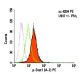 p-Stat1 (A-2) PE: sc-8394 PE. Intracellular FCM analysis of fixed... 