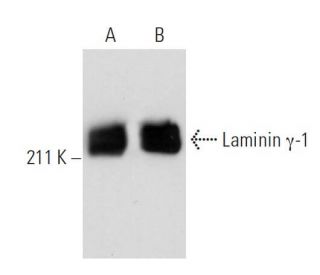 Anti Laminin γ-1 (A5)（SCB-SC33708-200UG[200 μg/ml]）（カテゴリ