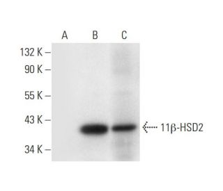 11β-HSD2 Antibody (C-9) - Western Blotting - Image 294804