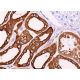 immunohistochemistry image from recommended 11β-HSD2 (C-9) monoclonal antibody replacement. Image 371453