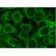 immunofluorescence image from recommended 12-LO (C-5) monoclonal antibody replacement. Image 145099