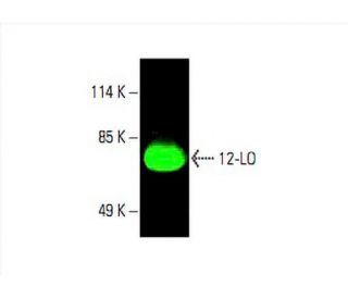 12-LO Antibody (C-5) - Western Blotting - Image 394213