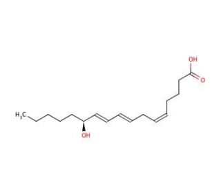 12(S)-HHT | CAS 54397-84-1 | SCBT - Santa Cruz Biotechnology