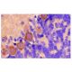 14-3-3 β Antibody (A-6) - Immunohistochemistry - Image 3140