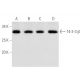 14-3-3 β Antibody (A-6) - Western Blotting - Image 3143 