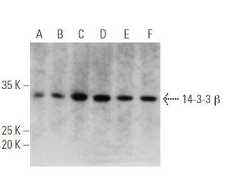 western blotting image from recommended 14-3-3 &beta; (A-6) monoclonal antibody replacement. Image 356262