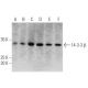 western blotting image from recommended 14-3-3 β (A-6) monoclonal antibody replacement. Image 356262