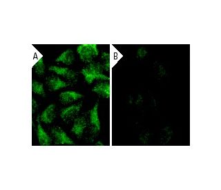 14-3-3 &beta; siRNA (h): sc-29186. Immunofluorescence staining of methanol-fixed, control HeLa (A) and 14-3-3 &beta; siRNA 