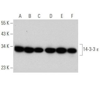 14-3-3 &epsilon; Antibody (F-3) - Western Blotting - Image 355311 