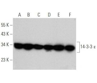 western blotting image from recommended 14-3-3 &epsilon; (8C3) monoclonal antibody replacement. Image 355310