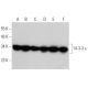 western blotting image from recommended 14-3-3 ε (8C3) monoclonal antibody replacement. Image 355310