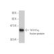 14-3-3 η Antibody (6A12) - Western Blotting - Image 348877