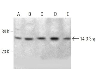 western blotting image from recommended 14-3-3 &eta; (6A12) monoclonal antibody replacement. Image 368566