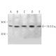 western blotting image from recommended 14-3-3 η (6A12) monoclonal antibody replacement. Image 368566
