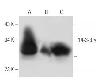14-3-3 &gamma; Antibody (6A1) - Western Blotting - Image 22054