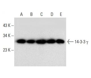  image from recommended 14-3-3 &gamma; (D-6) monoclonal antibody replacement. Image 304539