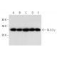  image from recommended 14-3-3 γ (D-6) monoclonal antibody replacement. Image 304539