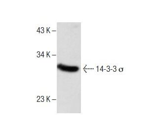 western blotting image from recommended 14-3-3 &sigma; (E-11) monoclonal antibody replacement. Image 286060