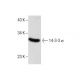 western blotting image from recommended 14-3-3 σ (E-11) monoclonal antibody replacement. Image 286060