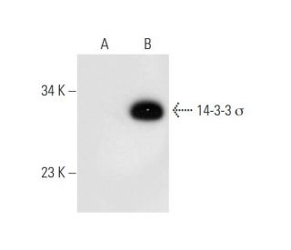 14-3-3 σ Antibody (E-11) - Western Blotting - Image 80929