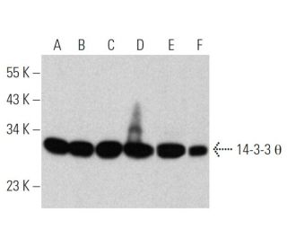 western blotting image from recommended 14-3-3 &theta; (5J20) monoclonal antibody replacement. Image 368005