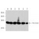 western blotting image from recommended 14-3-3 θ (5J20) monoclonal antibody replacement. Image 368005