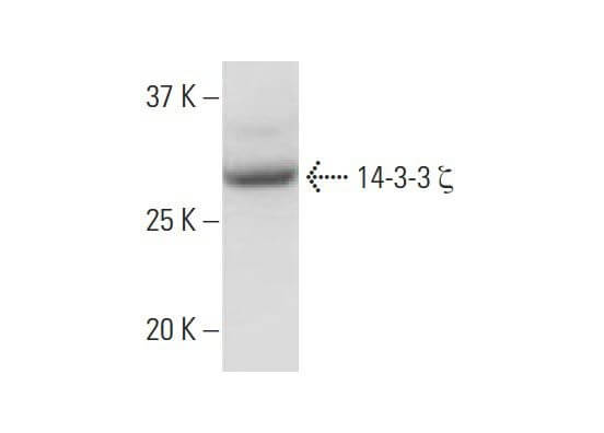 14-3-3-zeta-antibody-1b3-
