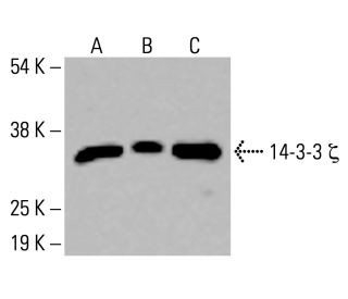 14-3-3 &zeta; Antibody (1B3) - Western Blotting - Image 414187 