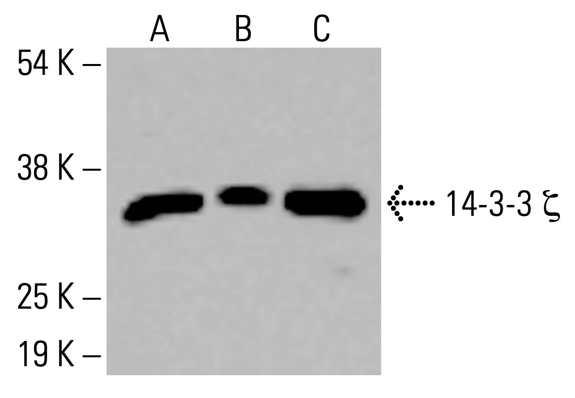 14-3-3 ζ抗体(1B3) | SCBT - Santa Cruz Biotechnology