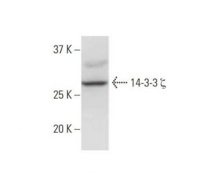 western blotting image from recommended 14-3-3 &zeta; (1B3) monoclonal antibody replacement. Image 352157
