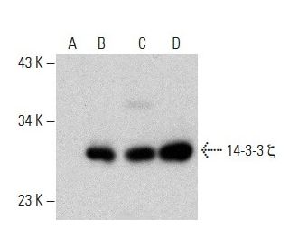 14-3-3 &zeta; Antibody (G-2) - Western Blotting - Image 387572 