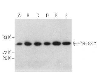 14-3-3 ζ Antibody (G-2) - Western Blotting - Image 390986