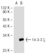 14-3-3-zeta-h-293t-lysate-