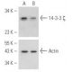 14-3-3 ζ siRNA (h): sc-29583. Western blot analysis of 14-3-3 ζ expression in non-transfected control (A) and 14 