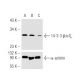 14-3-3 ζ shRNA (h) Lentiviral Particles: sc-29583-V. Western blot analysis of human 14-3-3 ζ expression in untra