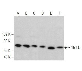 15-LO Antibody (B-7) - Western Blotting - Image 382215 