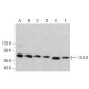 western blotting image from recommended 15-LO (B-7) monoclonal antibody replacement. Image 382215